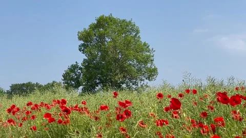 Red Poppies blue sky wind movement Stock Footage 244719595