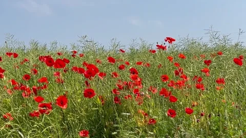 Red Poppies blue sky wind movement horizon Stock Footage 244807252