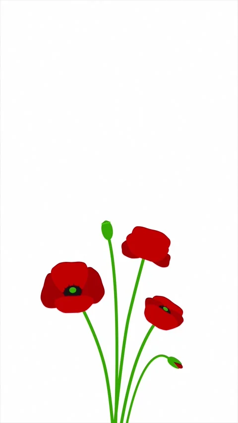 Red poppies on the bottom with copy space for Remembrance Day. Stock Footage 333549759