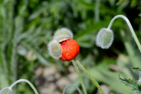 Red poppies in buds. Stock Photos