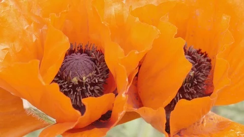 Red poppies. Close up 4k. Stock Footage 101451472