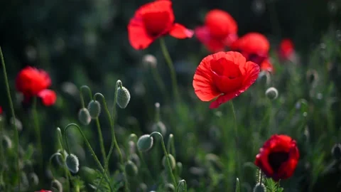 Red poppies close-up on an endless field with beautiful sunlight. Stock Footage 155541178