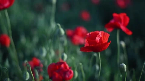 Red poppies close-up on an endless field with beautiful sunlight. 스톡 동영상 155541192
