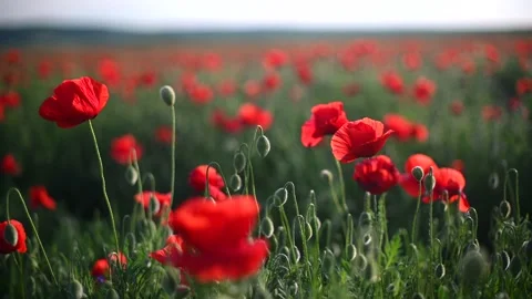 Red poppies close-up on an endless field with beautiful sunlight 動画素材 167118705