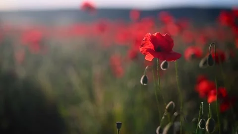 Red poppies close-up on an endless field with beautiful sunlight Stock Footage 167118898