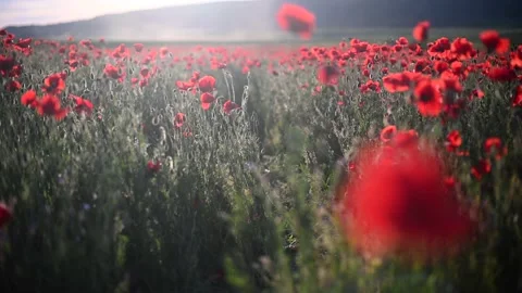 Red poppies close-up on an endless field with beautiful sunlight 動画素材 167119095