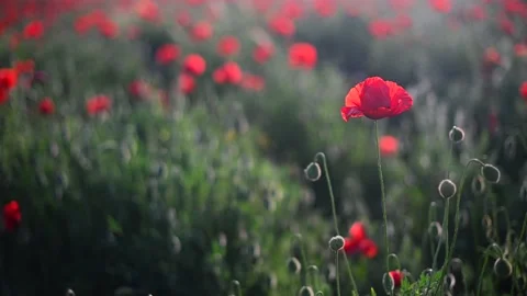 Red poppies close-up on an endless field with beautiful sunlight 動画素材 167119260