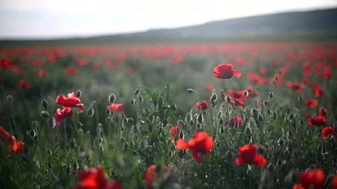 Red poppies close-up on an endless field with beautiful sunlight. Stock Footage 170521036