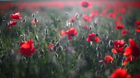 Red poppies close-up on an endless field with beautiful sunlight. 스톡 동영상 170675552