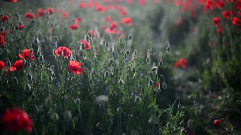 Red poppies close-up on an endless field with beautiful sunlight. Stock Footage 170675573