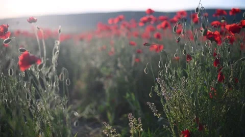 Red poppies close-up on an endless field with beautiful sunlight. Stock Footage 170700406