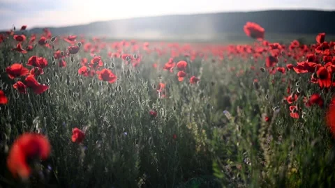 Red poppies close-up on an endless field with beautiful sunlight. Stock Footage 170700665