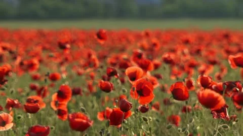 Red poppies. Close-up Stock Footage 21946461