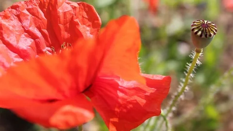 Red poppies close up Stock Footage 112074958