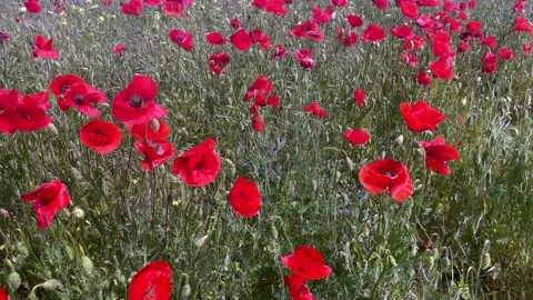 Red poppies close-up. Stock Footage 197988339