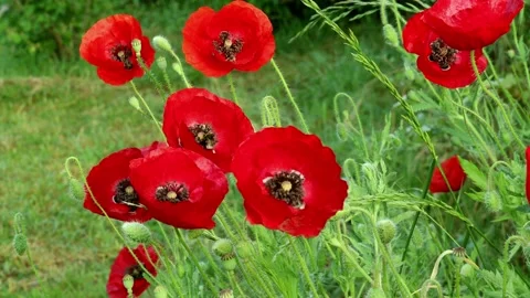 Red poppies close-up Stock Footage 236722450
