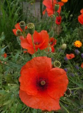 Red poppies close-up Stock Photos