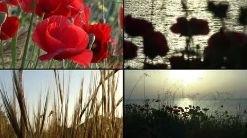 Red poppies composition and field of grass Stock Footage 10861256