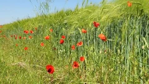 Red Poppies on the cornfield Stock-Footage 155855605