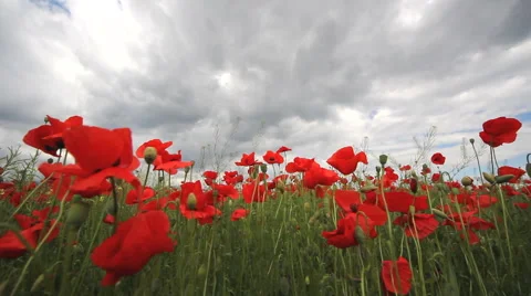 Red poppies field and dramatic clouds on the cloudy sky Stock Footage 67368495