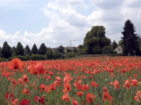 Red poppies on the field, big flowers Stock Footage 76756608
