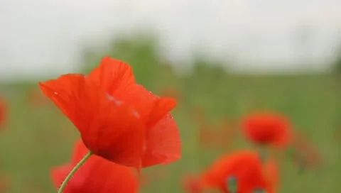 Red poppies in a field Stock Footage 11164033
