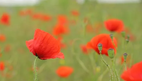 Red poppies  field Stock Footage 11164220