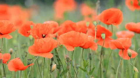 Red poppies in the field Stock Footage 11286092