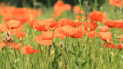 Red poppies in the field Stock-Footage 11286104