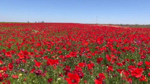Red poppies field Stock Footage 25769115