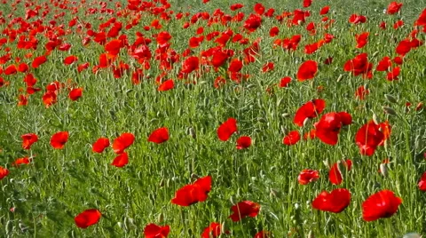 Red poppies in a field. Stockbeeldmateriaal 40728618
