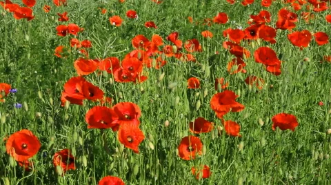 Red poppies in a field. Stockbeeldmateriaal 40728620