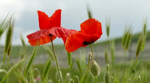 Red Poppies in the Field Stock Footage 62868103