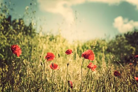 Red poppies on the field Stock Photos