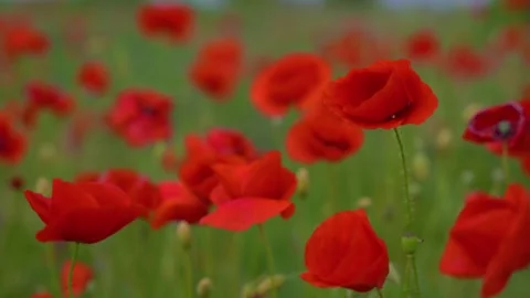 Red poppies field swaying in the wind under cloudy dramatic sky. Stock Footage 345072050