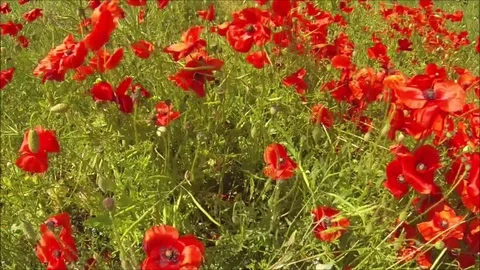 Red poppies fields Stock Footage
