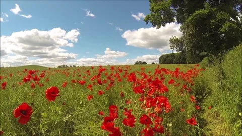 Red poppies fields Video stock 106265591