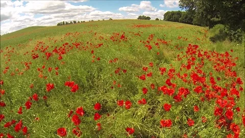 Red poppies fields Video stock 106265620