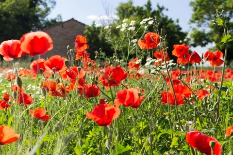Red poppies fields Stock Photos