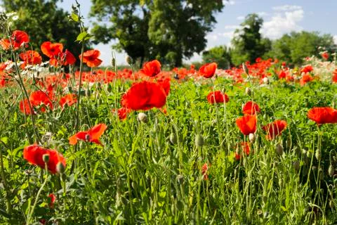 Red poppies fields Stock Photos