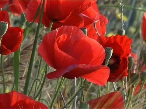 Red poppies  Video stock 10748665