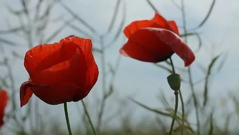 Red poppies Stock Footage