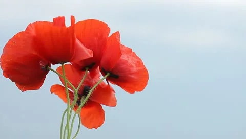 Red poppies Stock Footage 11153392