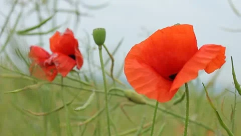 Red poppies Stock Footage 11160901