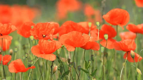 Red poppies Stock Footage 22458840