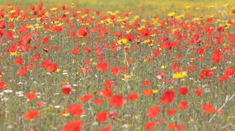 Red Poppies 库存影片 37040570