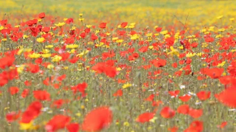 Red poppies Vidéo 37040989