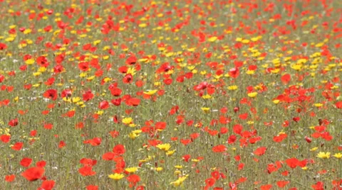Red poppies Stockbeeldmateriaal 37041098