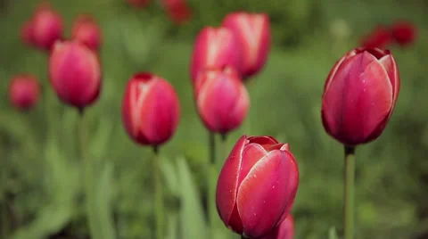 Red poppies Stock Footage 50397329