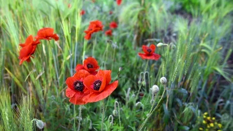 Red poppies Stock Footage 73426049